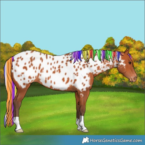 Horse Color:Painted Silver Bay Appaloosa 