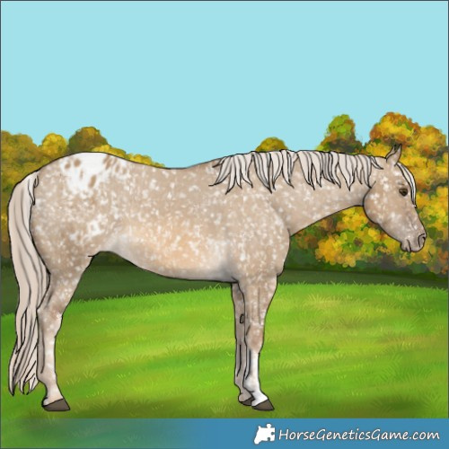 Horse Color:Chocolate Palomino Dun Appaloosa and Chocolate Palomino Dun Appaloosa