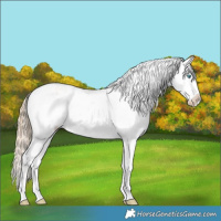 Horse Color:Perlino Roan Dun Appaloosa  and Perlino Roan Dun Appaloosa 
