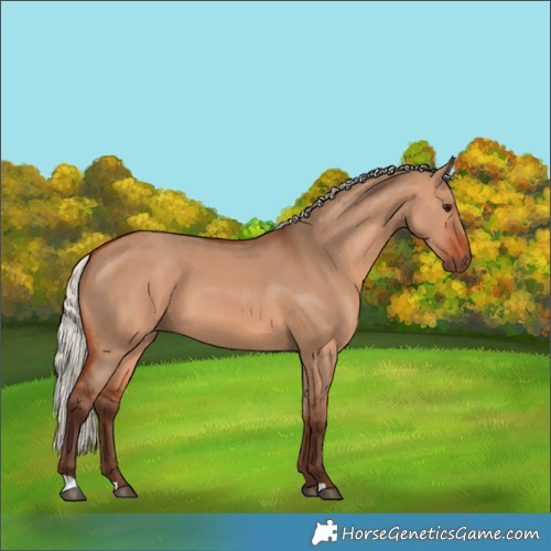Horse Color:Silver Bay Dun 