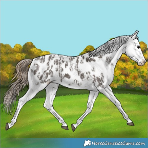 Horse Color:Smoky Grullo Appaloosa  and Smoky Grullo Appaloosa 