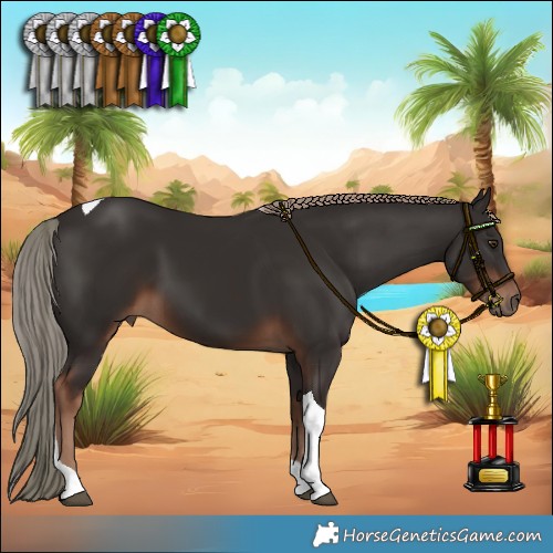 Horse Color:Liver Chestnut Tobiano 