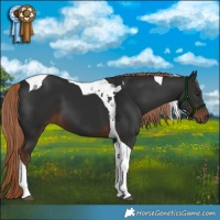 Horse Color:Liver Chestnut Tobiano 