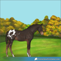 Horse Color:Liver Chestnut Appaloosa 