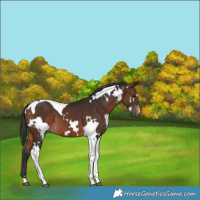 Horse Color:White Spotted Brown Tobiano 