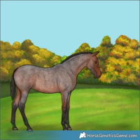 Horse Color:Bay Roan 