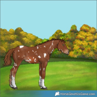 Horse Color:White Spotted Chestnut Tobiano Rabicano