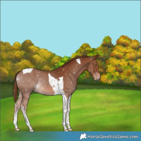 Horse Color:Chestnut Tobiano 