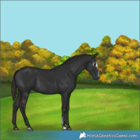 Horse Color:Gray Liver Chestnut Sabino 