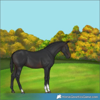 Horse Color:Brown Tobiano