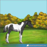 Horse Color:Black Tobiano Rabicano 
