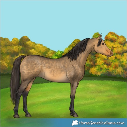 Horse Color:Buckskin Dun 