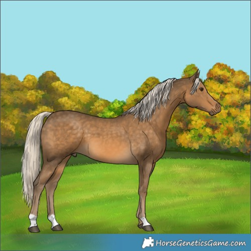 Horse Color:Chocolate Palomino 