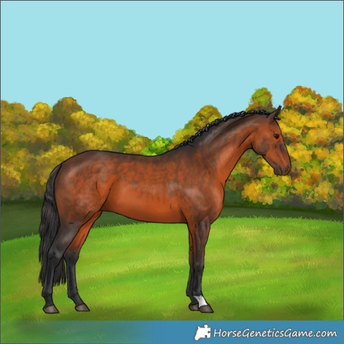 Horse Color:Brown 