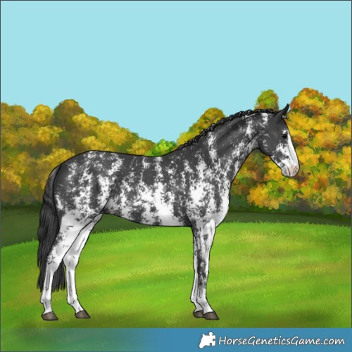 Horse Color:Black Sabino 