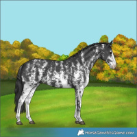 Horse Color:Black Sabino 