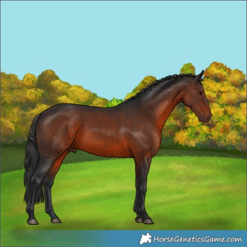 Horse Color:Brown 