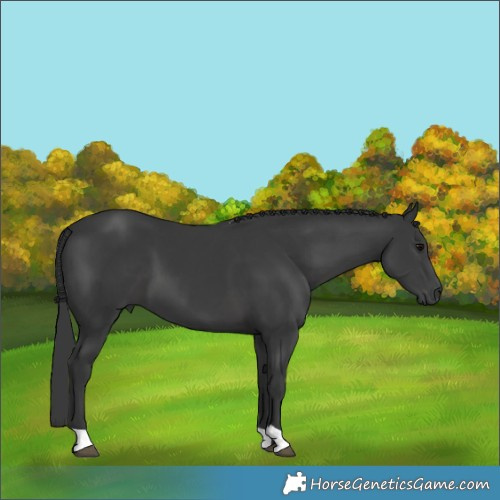 Horse Color:Black 
