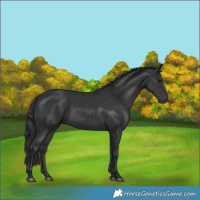Horse Color:Black 