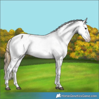 Horse Color:Smoky Grullo Snowflake Varnish  and Smoky Grullo Snowflake Varnish 