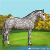 Horse Color:Smoky Grullo Appaloosa  and Smoky Grullo Appaloosa 