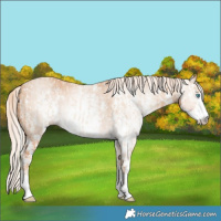 Horse Color:Cremello Sabino and Gray Cremello Sabino