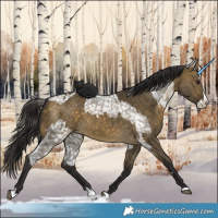 Horse Color:Buckskin Dun Appaloosa  and Buckskin Dun Splash 