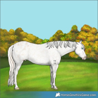 Horse Color:Perlino Dun Appaloosa  and Silver Perlino Dun Appaloosa 
