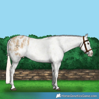 Horse Color:Chocolate Palomino Dun Appaloosa  and Chocolate Palomino Dun Appaloosa 