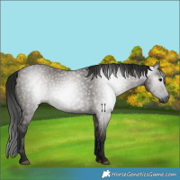 Horse Color:Gray Grullo 