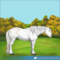 Horse Color:Chocolate Palomino Dun Appaloosa  and Chocolate Palomino Dun Appaloosa 