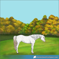 Horse Color:Buckskin Dun Tobiano Snowflake Varnish  and Buckskin Dun Tobiano Snowflake Varnish Rabicano 