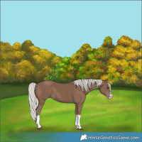 Horse Color:Silver Black Splash 