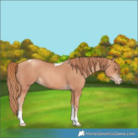 Horse Color:Gold Champagne Tobiano 