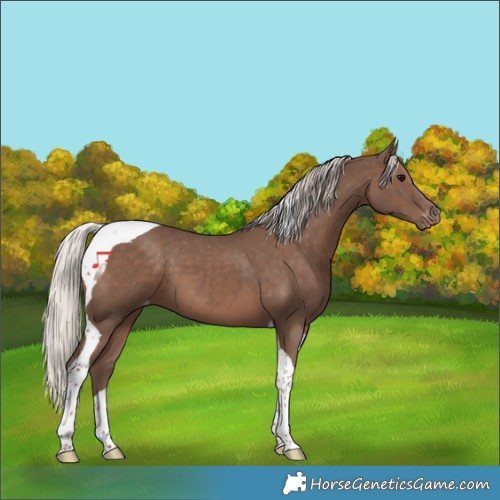 Horse Color:Silver Black Tobiano Appaloosa 