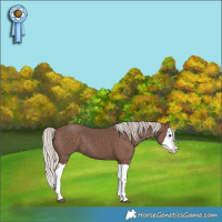 Horse Color:Silver Black Splash 