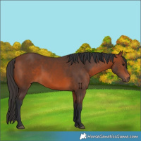 Horse Color:Bay 