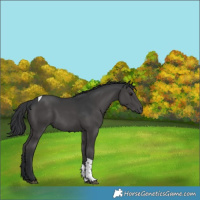 Horse Color:Black Tobiano Rabicano 