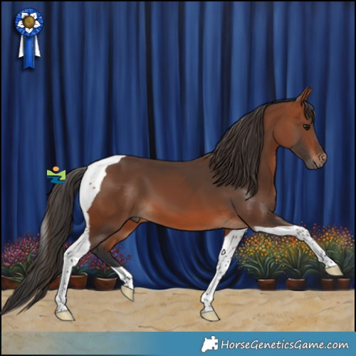 Horse Color:Bay Tobiano 