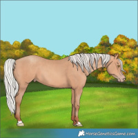 Horse Color:Silver Amber Champagne 