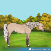 Horse Color:Silver Bay Dun