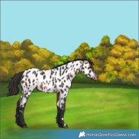 Horse Color:Brown Appaloosa Rabicano 