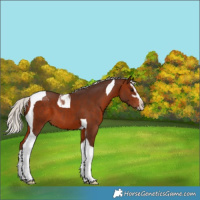 Horse Color:Silver Bay Sabino Tobiano 