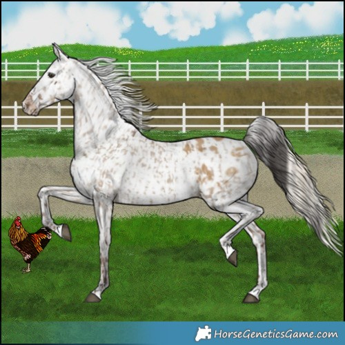 Horse Color:Liver Red Dun Appaloosa  and Chocolate Palomino Dun Appaloosa 