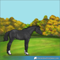 Horse Color:Black Tobiano Rabicano 