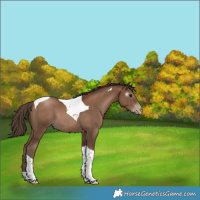 Horse Color:Gray Black Pearl Tobiano Rabicano 