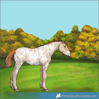 Horse Color:Classic Champagne Pearl Appaloosa Rabicano 