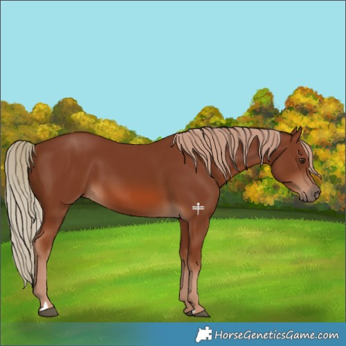 Horse Color:Chestnut 