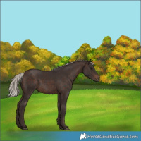 Horse Color:Silver Brown Rabicano 
