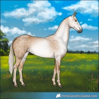 Horse Color:Gray Palomino 